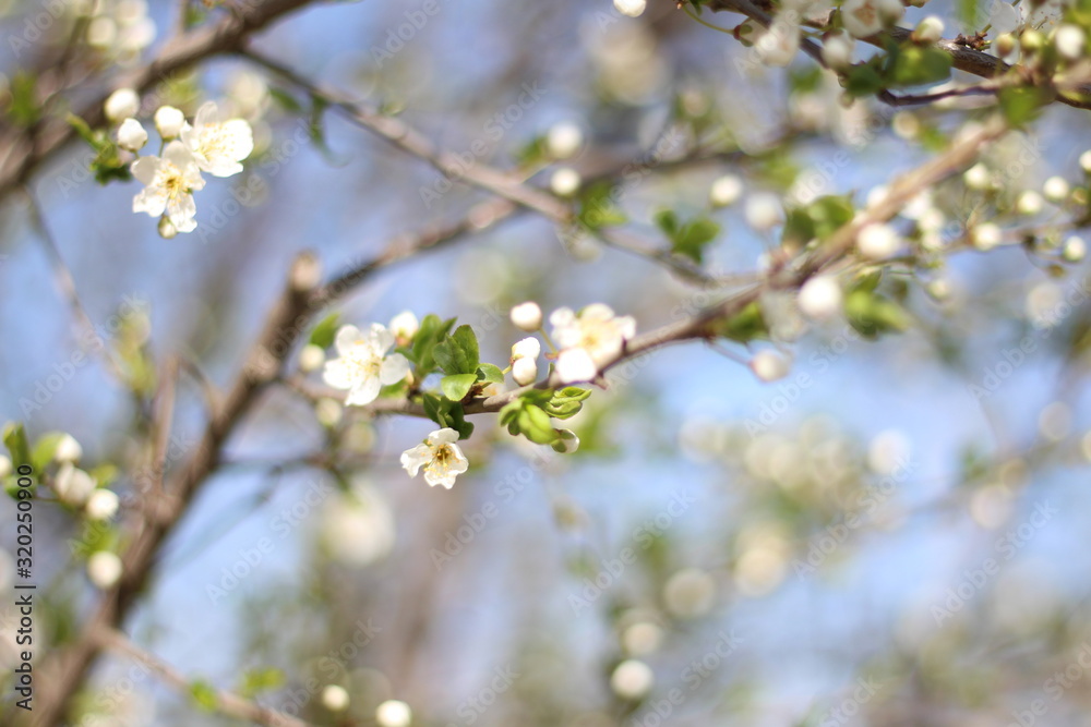 Blooming cherry branches against the blue sky on a sunny day Blooming cherry branches against the blue sky on a sunny day