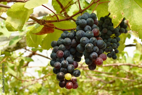 red and green grape growth on branch in farm