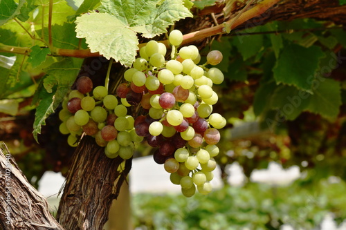 Wallpaper Mural green grape growth on branch in farm Torontodigital.ca