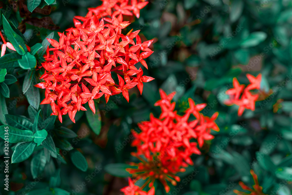 red flowers nature for background, spiky flowers shape, toned process red flowers nature for background, spiky flowers shape, toned process