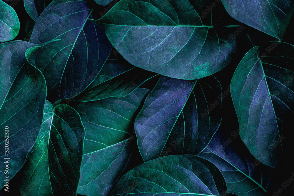 Obraz premium closeup nature view of green leaf in garden, dark wallpaper concept, nature background, tropical leaf