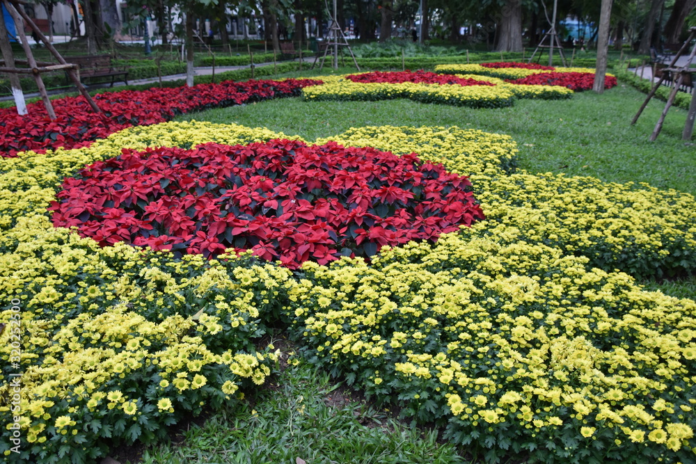 Poinsettias and Apricot Blossoms Planted in Flower Patterns for Tet, Hanoi, Vietnam Poinsettias and Apricot Blossoms Planted in Flower Patterns for Tet, Hanoi, Vietnam