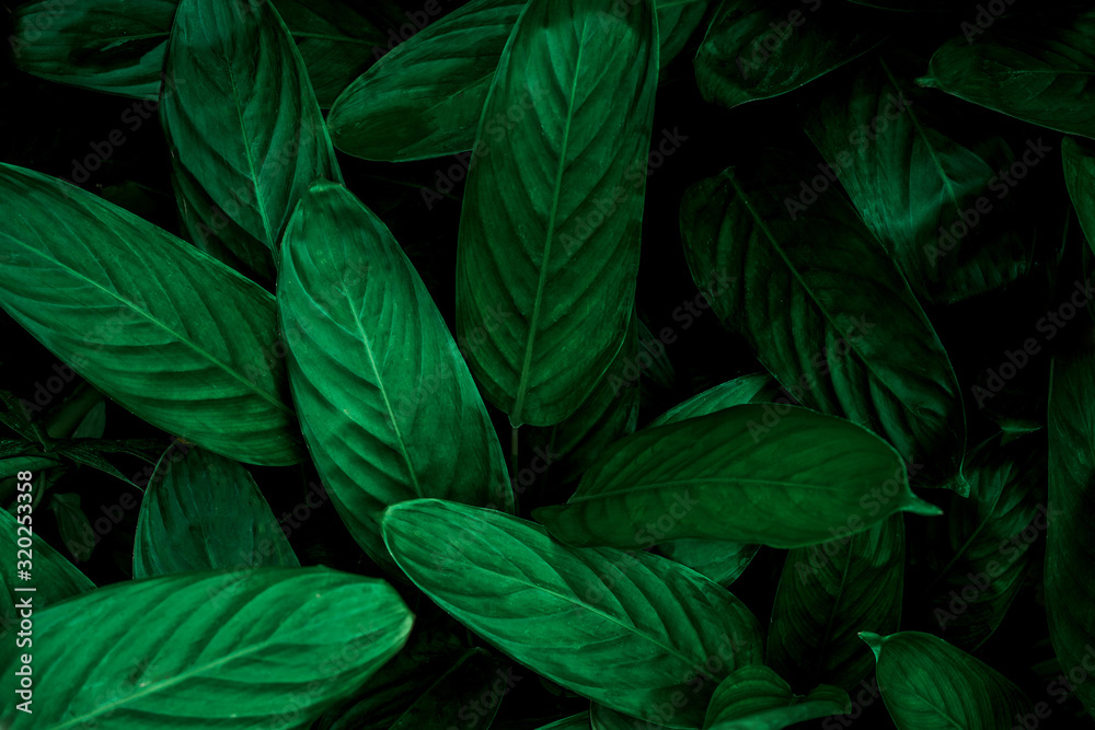 abstract green leaf texture, nature background, tropical leaf abstract green leaf texture, nature background, tropical leaf