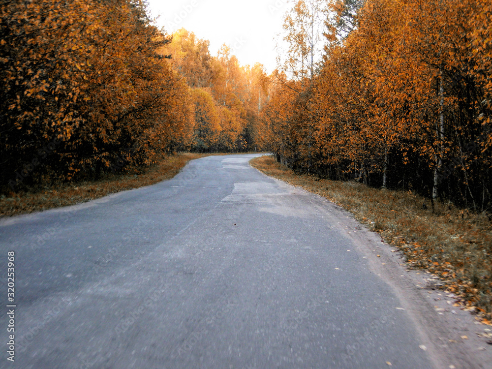Fototapeta premium Road in the forest in autumn in Russia
