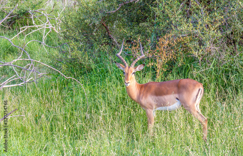 A single impala ram isolated in the African bush image with copy space in horizontal format © Richard