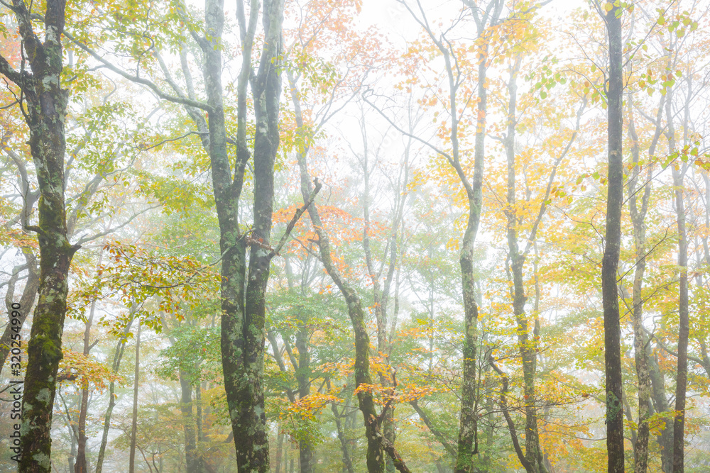 Fototapeta premium 濃霧の中の樹木
