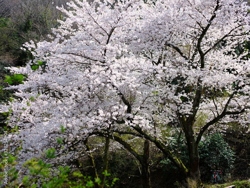 桜