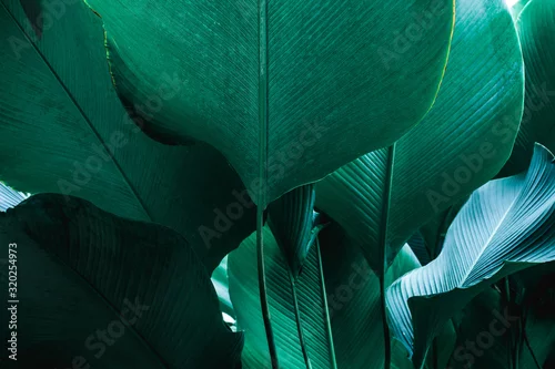 Panel kuchenny z motywem abstract green leaf texture, nature background, tropical leaf