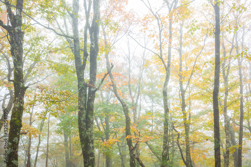 濃霧の中の樹木