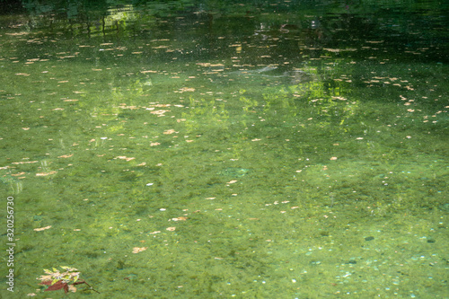 Green water in pond with sunlight for background , wallpaper, copy space