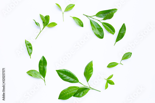 Citrus leaves circle on a white background.
