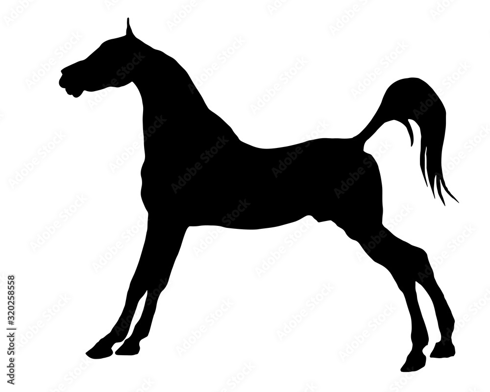 horse, black silhouette on white background, vector isolated monochrome image