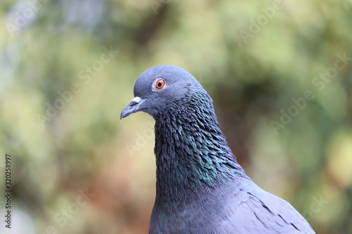 portrait of one eye pigeon