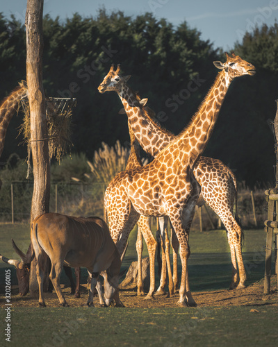 Photography giraffe