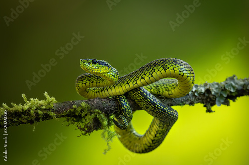 Amazing Black-speckled palm-pit viper (Bothriechis nigroviridis) sitting on a branch with lovely green background. Natural rain forest of Costa Rica is full of interesting animals, just be careful.