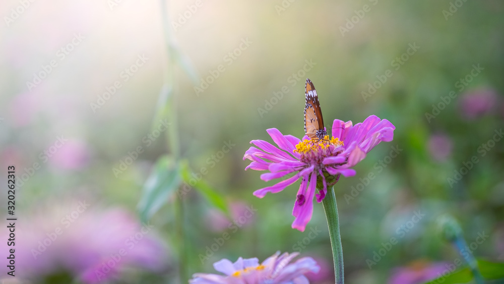 Fototapeta premium Butterflies clinging on flowers, pink flowers, pollinating butterflies