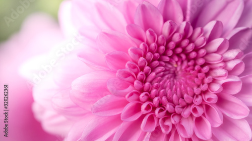 Pink chrysanthemum  flower garden  close-up flower photos  macro flower photos