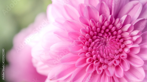 Pink chrysanthemum  flower garden  close-up flower photos  macro flower photos