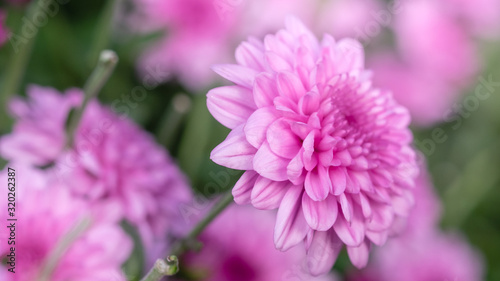 Pink chrysanthemum  flower garden  close-up flower photos  macro flower photos