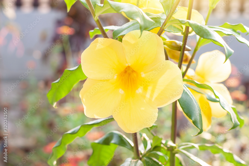 Yellow allamanda flowers bloom on the tree in the garden with sunlight on blur nature background. Yellow allamanda flowers bloom on the tree in the garden with sunlight on blur nature background.