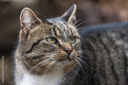 domestic cat roaming outdoors