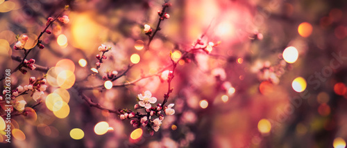 Beautiful floral spring abstract background of nature. Branches of blossoming apricot with soft focus on gentle light sky background. Greeting cards with copy space