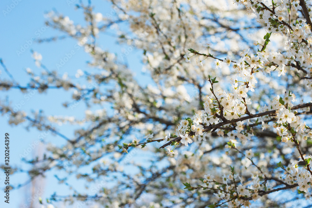 spring, cherry blossoms in a city park, close up branch