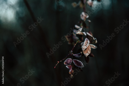 Fotografi leaf