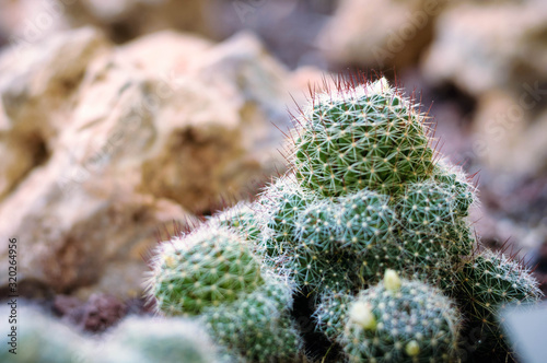 cacti in the Botanical garden