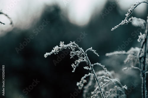 Fotografi grass