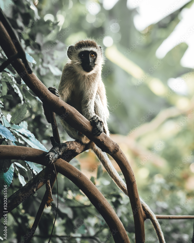 Obraz premium Singe dans un arbre