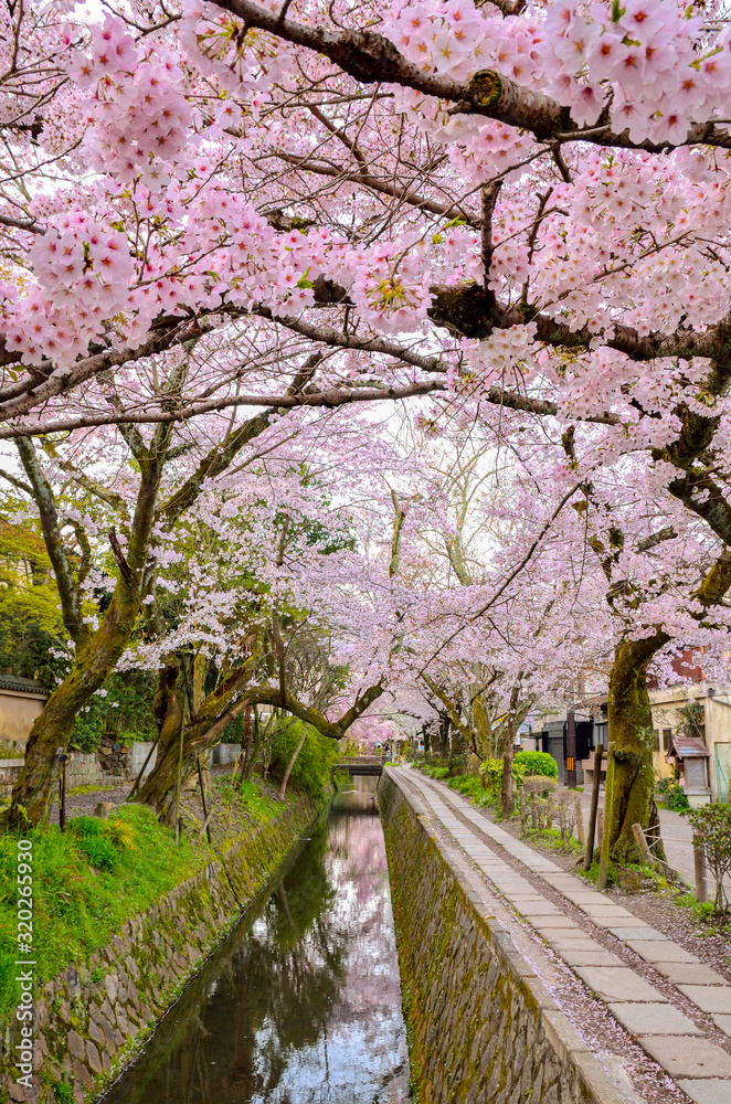 京都の哲学の道 京都の哲学の道