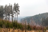 Frozen forest in South Bohemian Region. Sumava national park. Czech Republic.