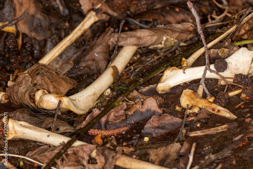 Close up of bleached bones and remains on leaflitter photo