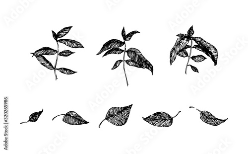 Hand drawn branch leaves. Sketch style foliage vector illustration. Black isolated imprint on white background
