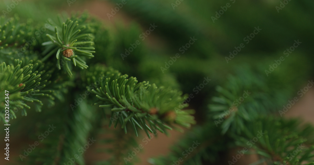 Closeup shot of spruce twigs indoor