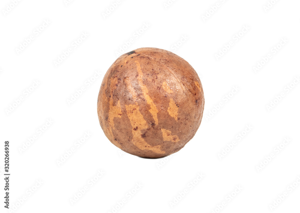 Macadamia nut in shell