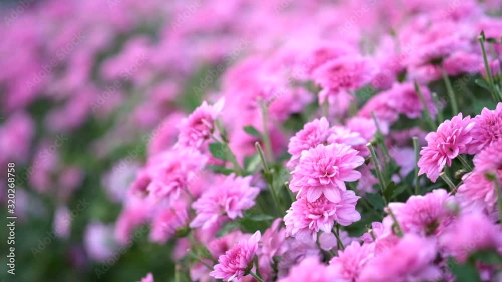 The beautiful pink chrysanthemum garden that was filmed as motionless and motionless video. The beautiful pink chrysanthemum garden that was filmed as motionless and motionless video.