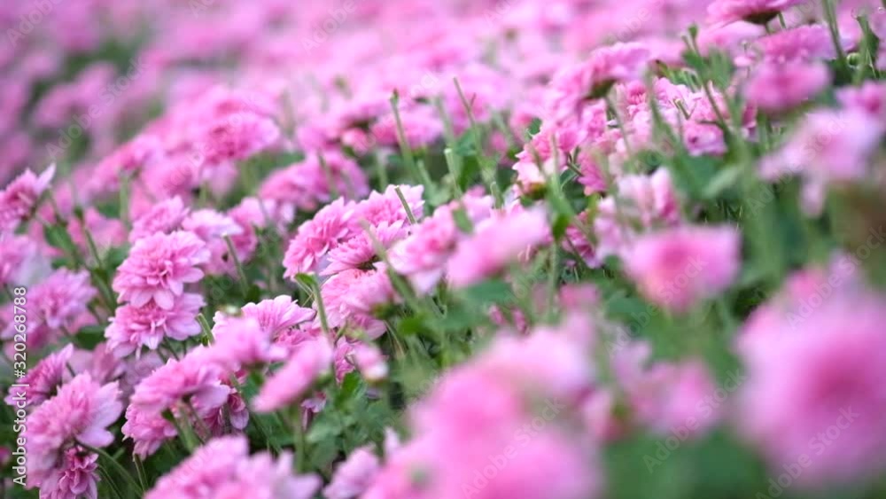 The beautiful pink chrysanthemum garden that was filmed as motionless and motionless video. The beautiful pink chrysanthemum garden that was filmed as motionless and motionless video.