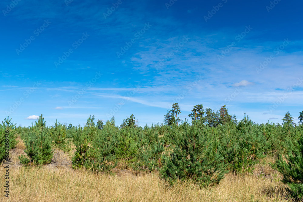Young pine trees Young pine trees
