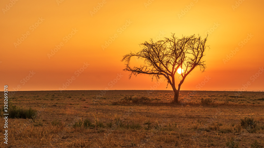 Beautiful silhouette sunset on lonely tree outdoors in nature