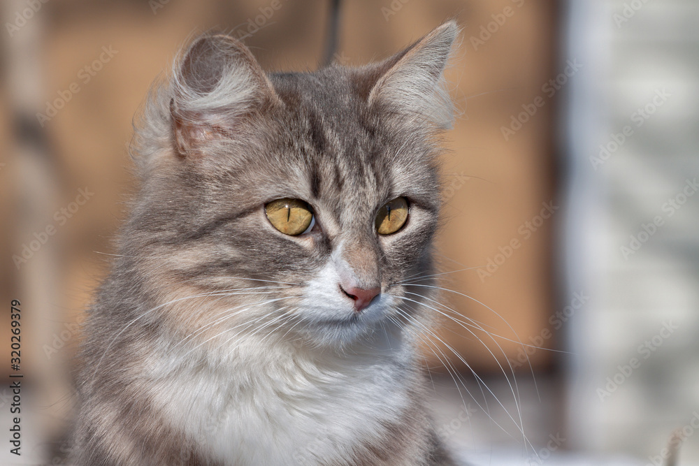 Portrait of an ordinary cat basking in the sun. Portrait of an ordinary cat basking in the sun.