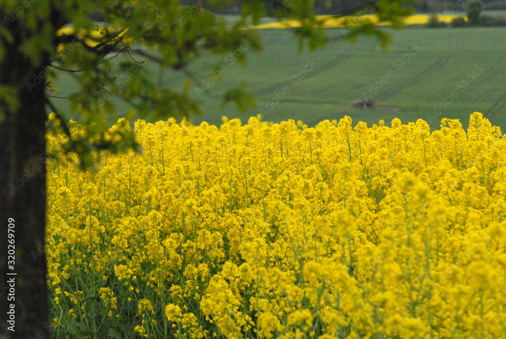 Obraz premium landscape around Hanover