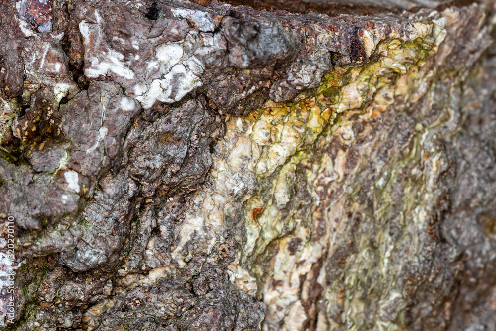 Heavily textured birch tree bark close up Heavily textured birch tree bark close up