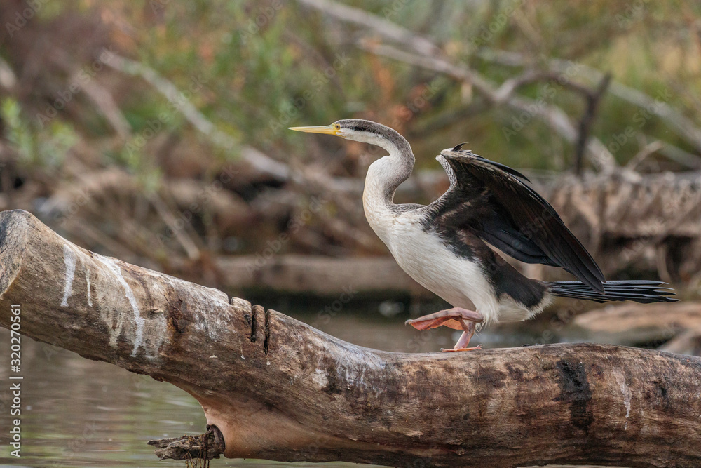 Australasian Darter Australasian Darter