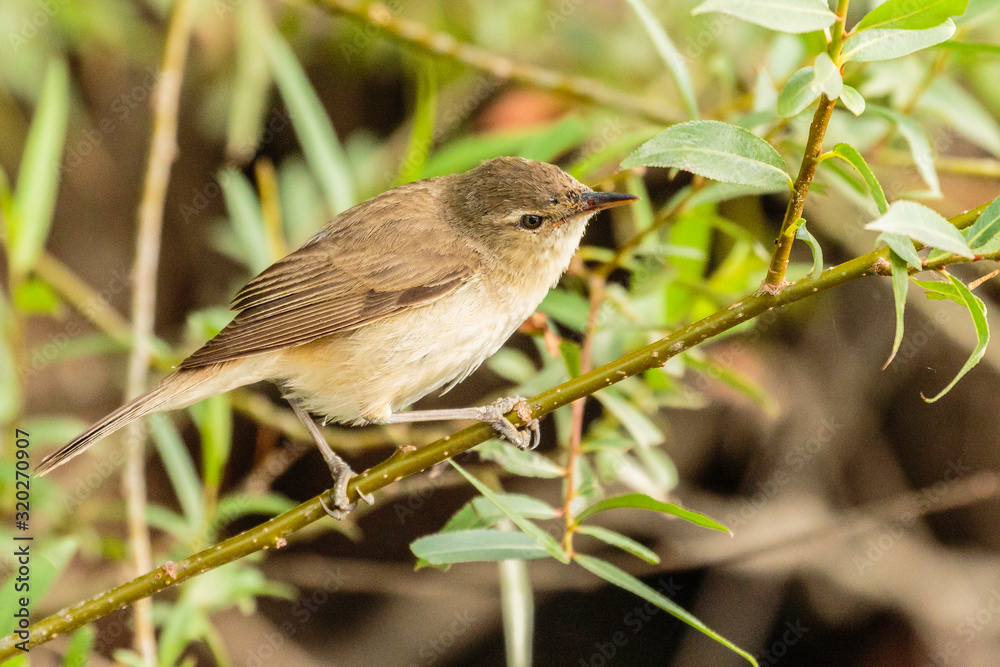 Australian Reed Warbler looking for food Australian Reed Warbler looking for food