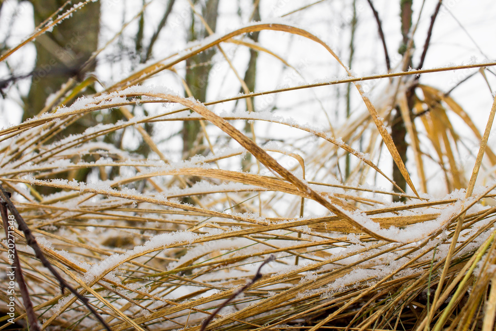 Closeup yellowed grass with snow in winter in the garden on a light background Closeup yellowed grass with snow in winter in the garden on a light background