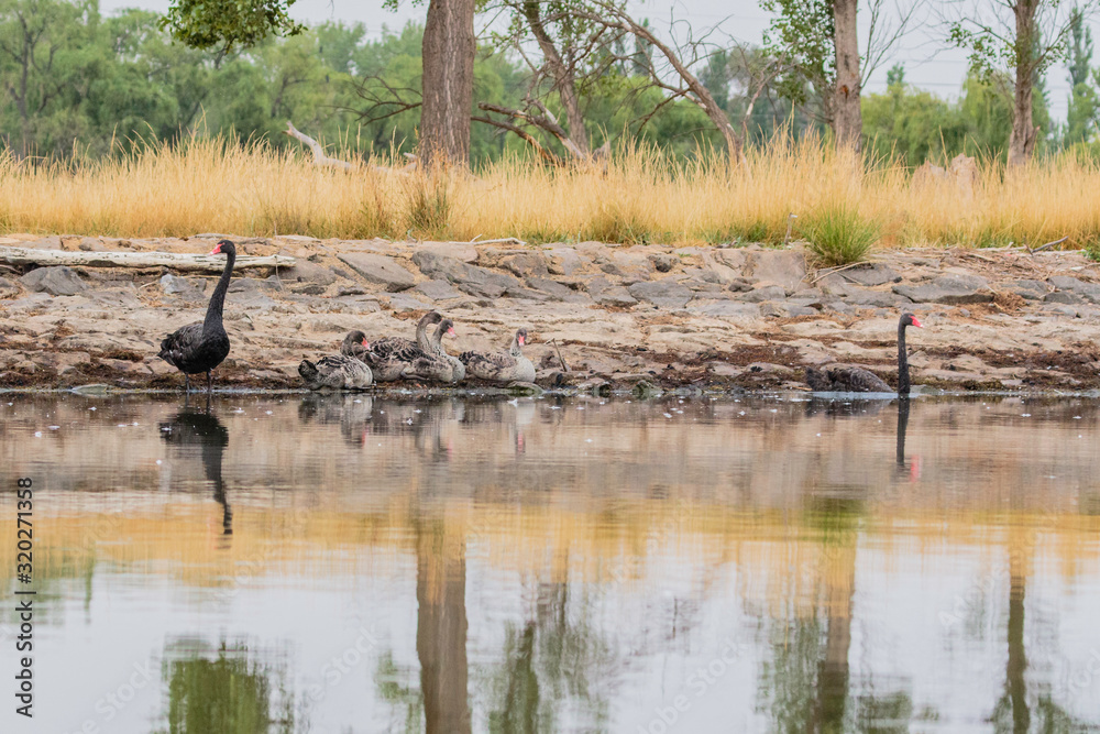 Black Swans and cygnets entering the water Black Swans and cygnets entering the water