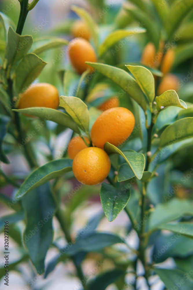 Branches of kumquat tree, green leaves background