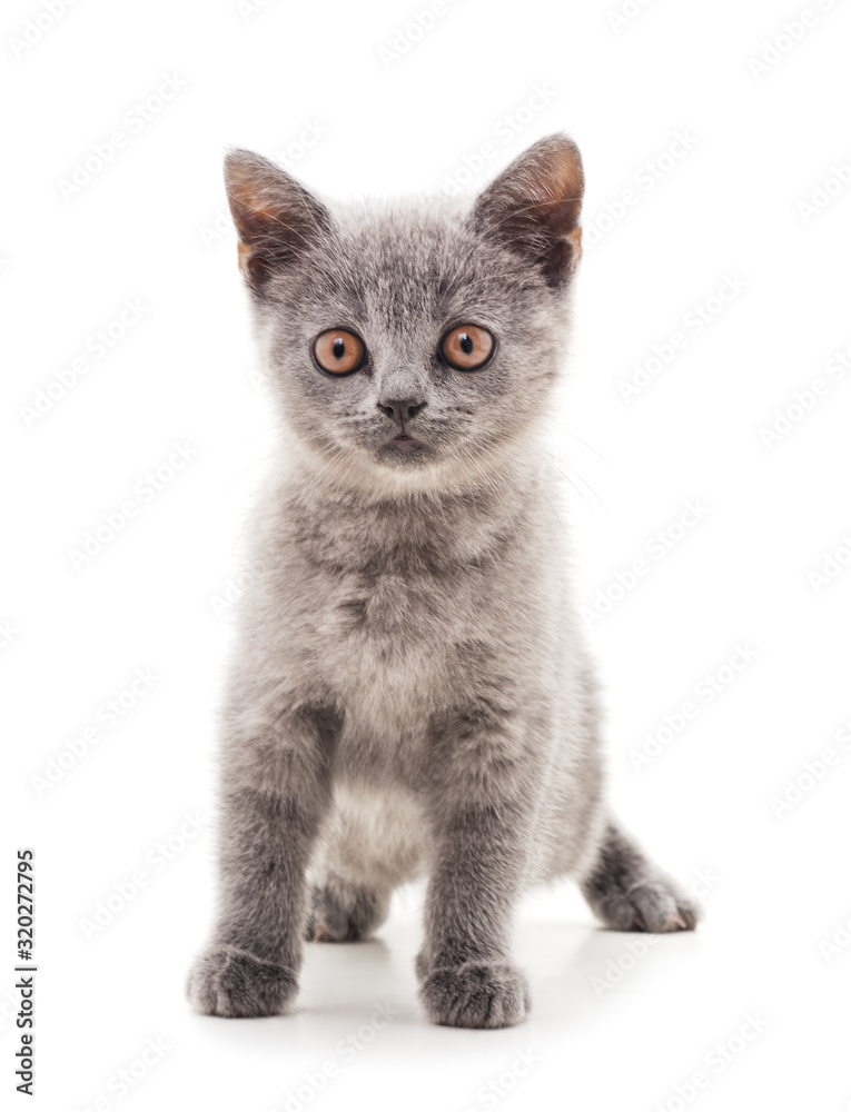 Little gray kitten .